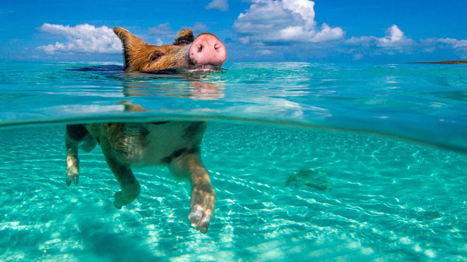 The Bahamas Swimming Pigs